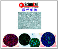 人小气道上皮细胞