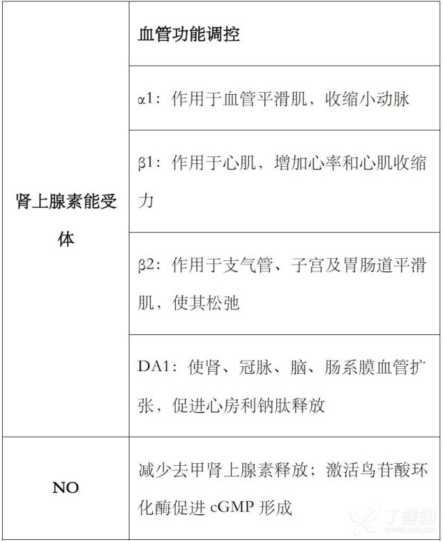 秒懂百科人体血管 秒懂！血管活性药物这样核算剂量最简略