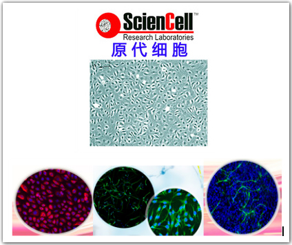 大鼠角膜上皮细胞