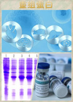 DNASE1L3重组蛋白