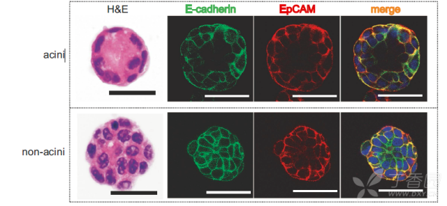 3231844184060630363-8w.png!w640