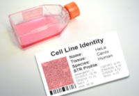 OCI-LY10(OCI-LY-10);弥漫大B细胞淋巴瘤细胞