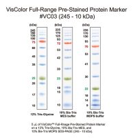 VisColor Series Prestained Protein Marker
