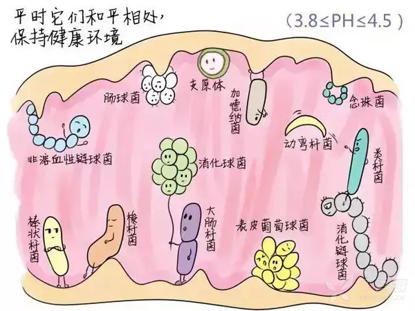 乳酸菌图片结构图图片