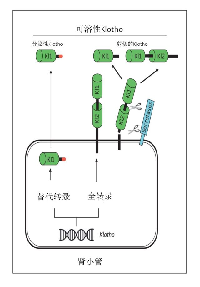 心肾胞宫轴 Klotho/FGF23 轴：未来 CKD 心肾相互作用评估与治疗的靶标