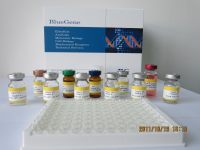 猪瘟病毒中和抗体体外诊断试剂盒