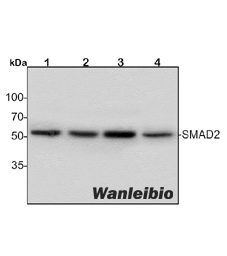 TP53 & SMAD2 Protein Protein Interaction 