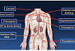 经导管主动脉瓣置换术现状和进展