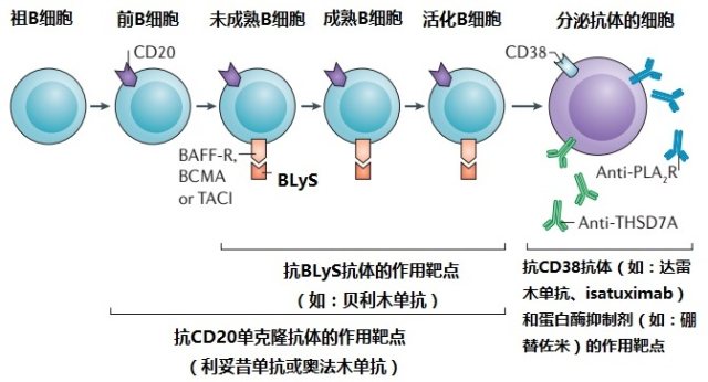 Targets for monoclonal antibodies in B-cell lineages B 细胞族谱上的抗克隆抗体作用靶点.jpg