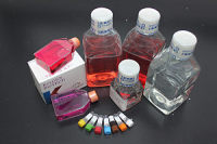 H9C2 大鼠胚胎心肌细胞 KGG1103-1