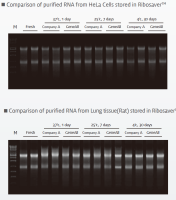 RNA样本保存液（Ribosaver RNA stabilization solution）