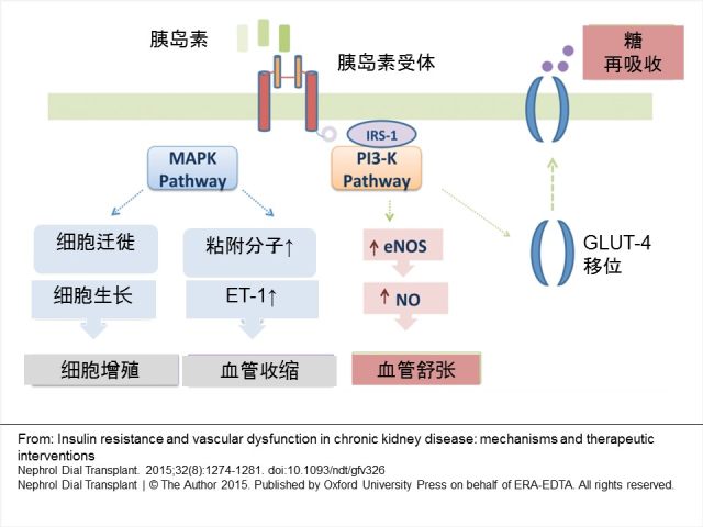 胰岛素抵抗与多囊卵巢 综述：慢性肾脏病中胰岛素抵抗与血管功能异常