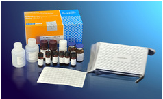 DNASE1试剂盒