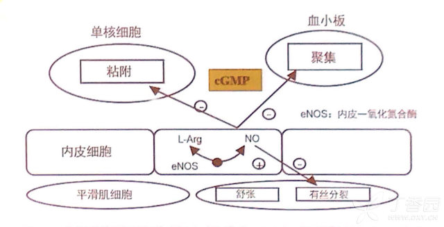 硝酸酯抗栓作用.jpg