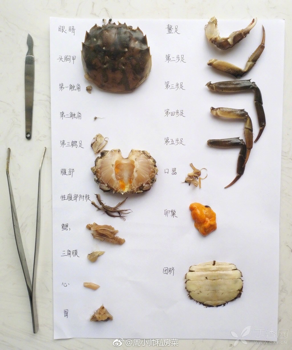 梭子蟹的身体结构图片