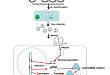 CRISPR/Cas9 基因编辑中的「超级剪刀」