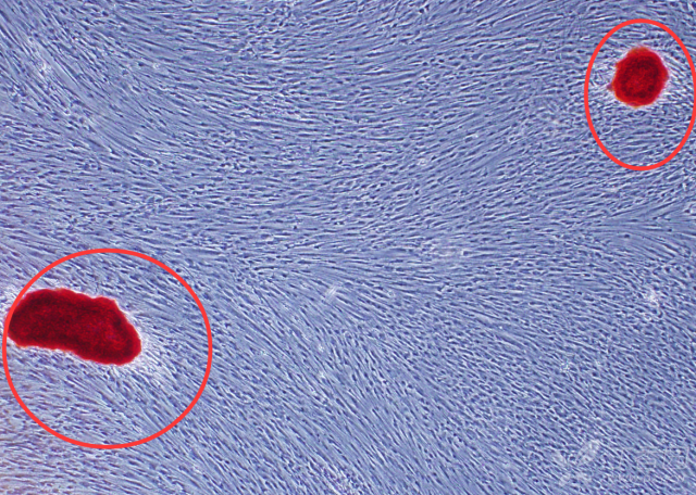 茜素红细胞染色图片