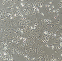 A549 Cells