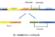 凝血酶原片段 1+2 - 血栓性疾病早期诊断分子标志物