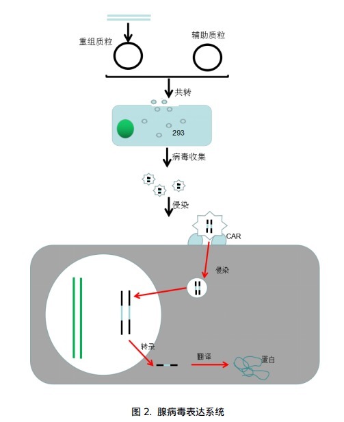 慢病毒和腺病毒表达系统2.png