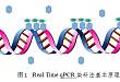 Real Time qPCR 您身边的基因转录实时监控专家