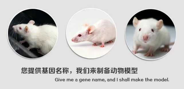 基因敲除小鼠
