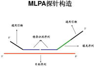 MLPA技术检测基因组CNV
