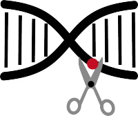 基因敲除细胞系