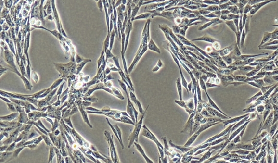 LO-2 Cells