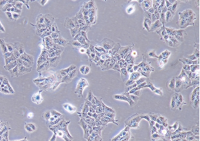 HENLE-407 Cells