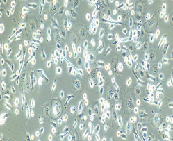 AGS Cells