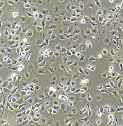 BEAS-2B Cells