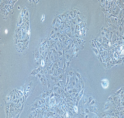 NCI-H3255 Cells