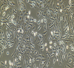 NCI-H1703 Cells