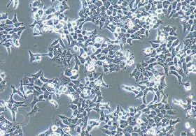 HCT116 Cells