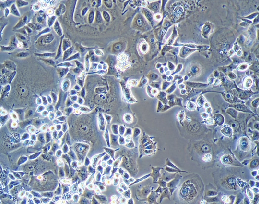 HCT-8 Cells