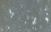 TU212 Cells