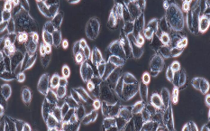 PANC-1 Cells