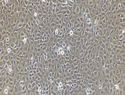 T24 Cells