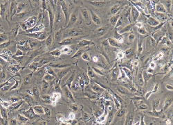 A498 Cells