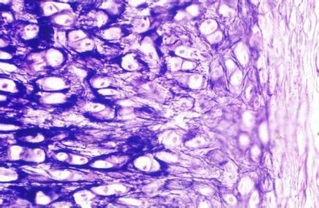 小鼠胚胎成纤维细胞(来自NIH3T3)；PA12操作步骤