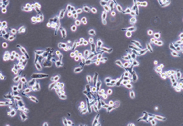 CAL-27 Cells