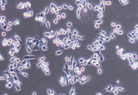CAL-27 Cells