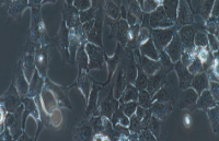 TU686 Cells