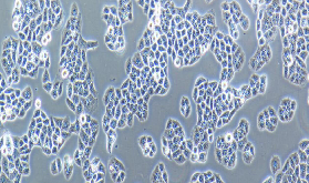 6-10B Cells