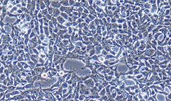 HEK-293T Cells
