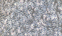 OCM-1A Cells