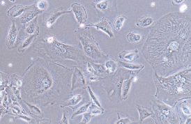 OS-RC-2 Cells