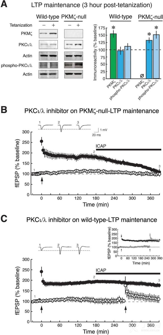 简谱oct_儿歌简谱(3)