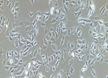 MDA-MB-231 Cells